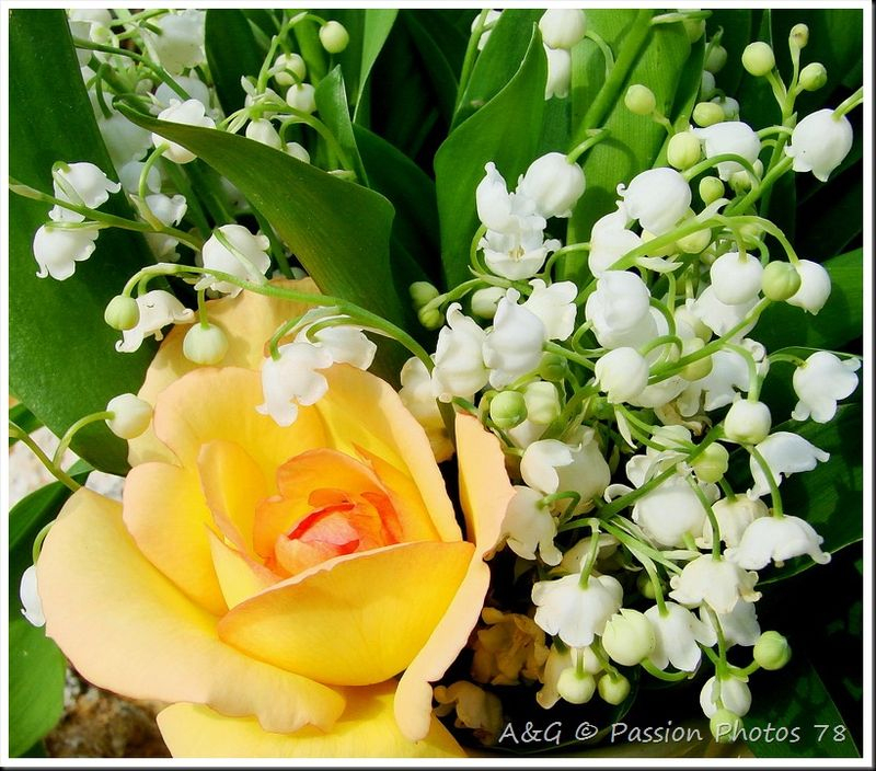 Le Muguet Du 1Er Mai - Passion Photos 78 à Bouquet De Fleurs Avec Du Muguet 