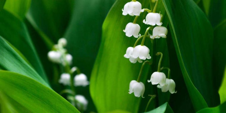 [Le Plus Populaire! ] Image Du Muguet Porte Bonheur 194338-Image Muguet avec Image Muguet Porte Bonheur Gratuite