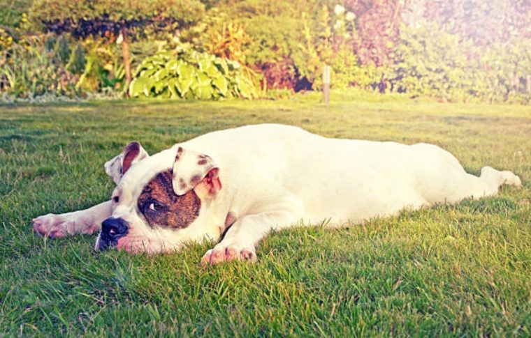 Le Saviez-Vous Positions De Sommeil Chez Le Chien : Découvrez Leur concernant Le Cri Du Chien