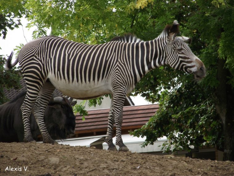 Le Zèbre De Grévy – Zootographe – Blog Non-Officiel Du Zooparc De Beauval intérieur Cri Du Zèbre