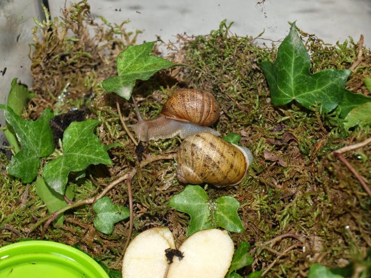 L'École À La Maison Dans Notre Quotidien: Elevage D'Escargots intérieur Images D Escargots