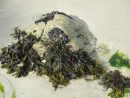 Les Algues De Bretagne - Plantes Et Santé destiné Nature Algues