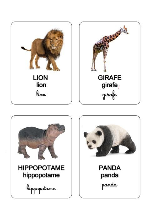 Les Animaux Du Zoo  Animaux Du Zoo, Imagier Animaux, Cartes Animaux encequiconcerne Imagier Animaux 