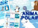 Les Animaux Polaires, Activités Pour Enfants.  Educatout destiné Les Animaux Pour Enfants