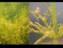 Les Charophycées : Des Algues Vertes &quot;Cousines&quot; Des Plantes Terrestres tout Nature Algues