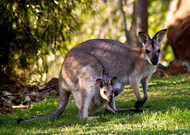 Les Différents Animaux tout Le Crie Du Kangourou