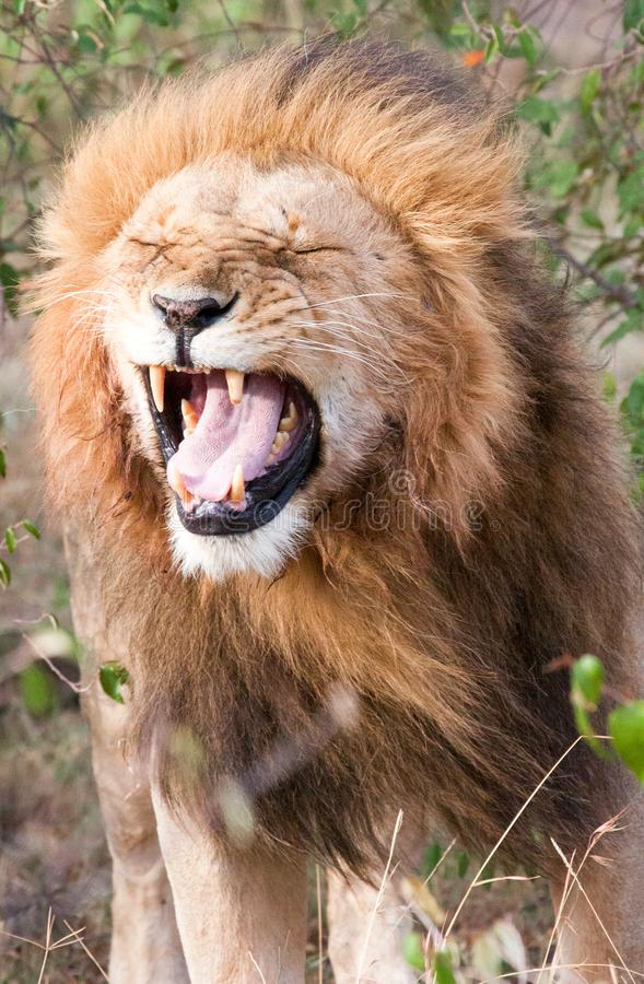 Lion De Grimace Photos Libres De Droits Et Gratuites De Dreamstime pour Images De Lions Gratuites
