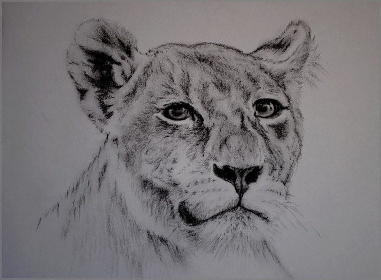 Lionne  Dessin Au Fusain Sur Papier  Marie-Line  Flickr pour Lionne Dessin