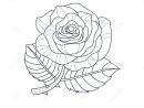 Livre De Coloriage De Rose Flower Monochrome Drawing For Illustration à Coloriage De Rose Rouge