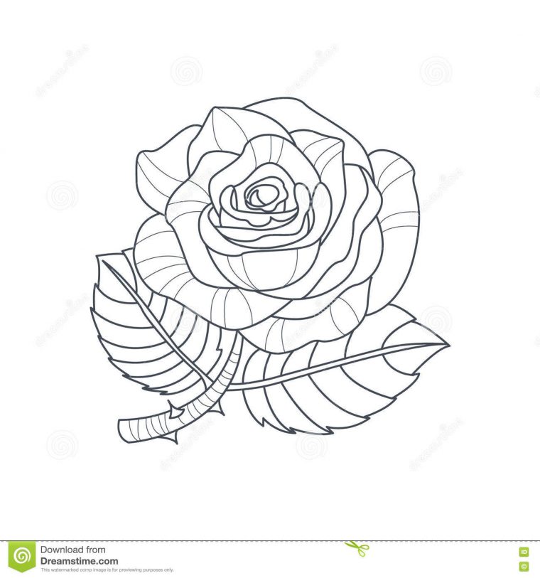 Livre De Coloriage De Rose Flower Monochrome Drawing For Illustration à Coloriage De Rose Rouge