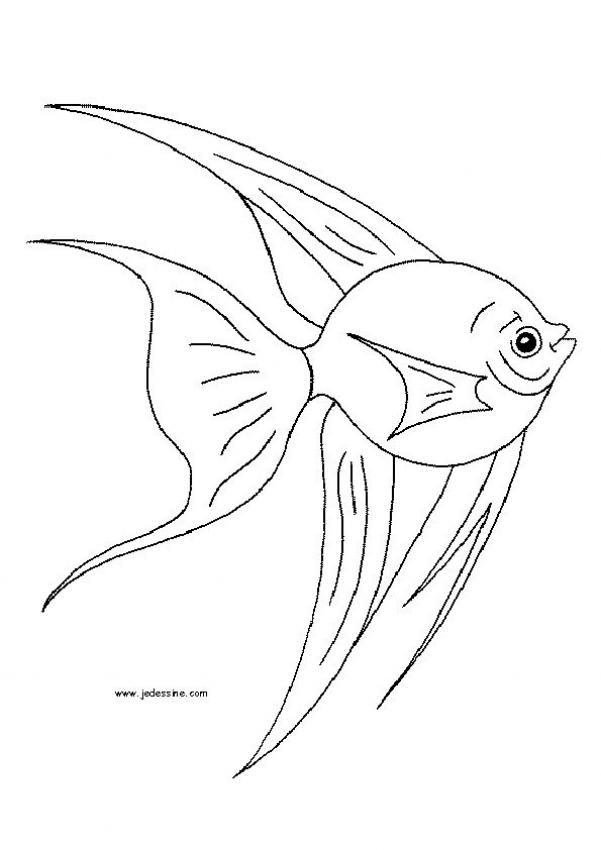 Lovely Fish Coloring Page, Nice Coloring Sheet Of Sea World. More à Dessin De Poisson 
