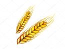 Malt Wheat. Hand-Drawn Tools. Real Watercolor Drawing. — Stock Photo encequiconcerne Dessin Blé
