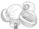 Melon Coloring Pages. Download And Print Melon Coloring Pages. intérieur Coloriage Melon