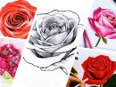 Modele Dessin Fleur Rose Facile - Dessin Facile avec Fleur A Dessiner Facile