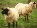 Mouton Blanc Mouton Noir - Acheter Cette Photo Libre De Droit Et tout Image Mouton