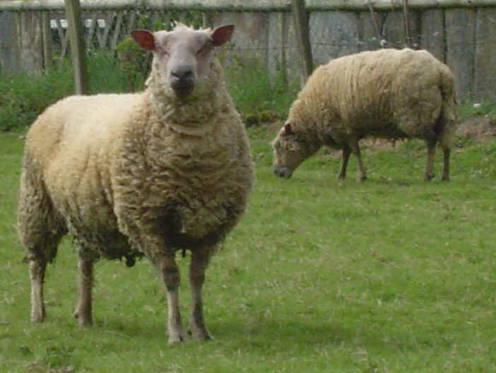 Mouton - Le Monde Animal destiné Image Mouton 