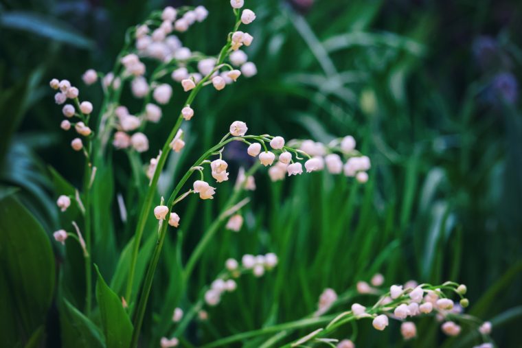 Muguet De Mai : Tout Savoir destiné Fleur De Muguet