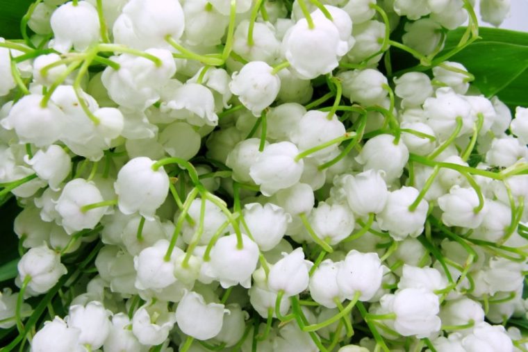 Muguet Le 1Er Mai – Photo De Fleur : Une Pensee Fleuriste à Bouquet De Fleurs Avec Du Muguet