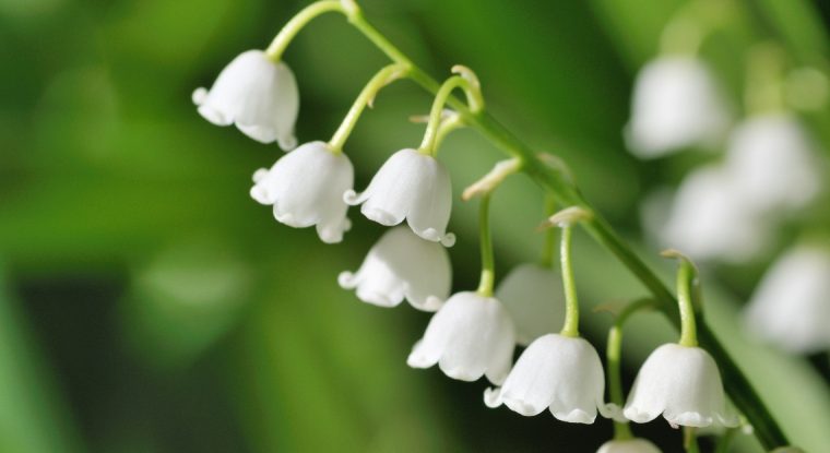 Muguet : Les Erreurs À Éviter Pour Bien Le Cultiver avec Fleur De Muguet