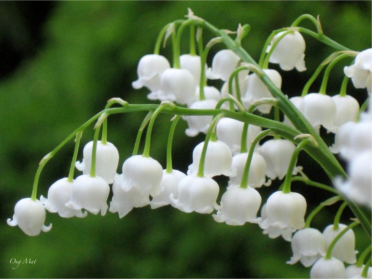 Muguet : Pourquoi Offre-T-On Cette Fleur Le 1Er Mai destiné Bouquet De Fleurs Avec Du Muguet