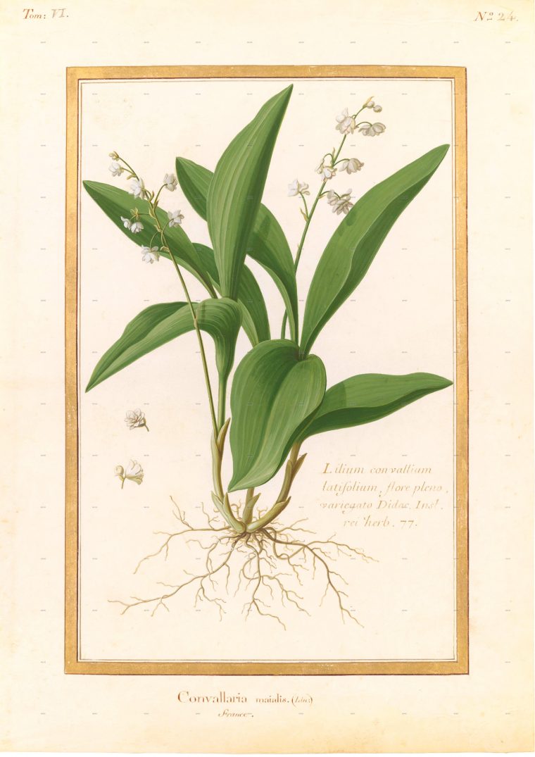 Muguet-Velin – Dessin Ou Peinture concernant Dessin De Muguet