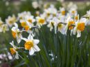 Narcisse, Jonquille : Planter, Entretenir, Repiquer Et Multiplier destiné Fleur Jonquille Photo