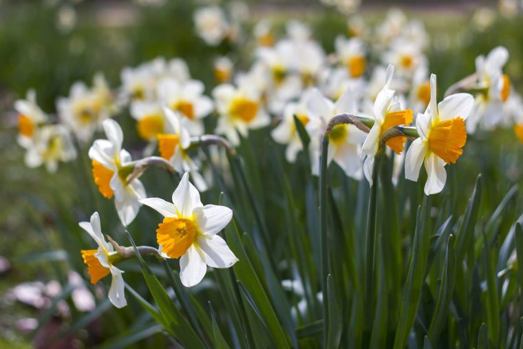 Narcisse, Jonquille : Planter, Entretenir, Repiquer Et Multiplier destiné Fleur Jonquille Photo