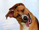 Nikki 2 By Hobgoblin666 On Deviantart  Happy Dogs Funny, Happy Dogs pour Animaux Rigolo Photo