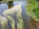 Nofilter Nofilterneeded Arroux Algues River Aquatique Fleuve Nature avec Nature Algues