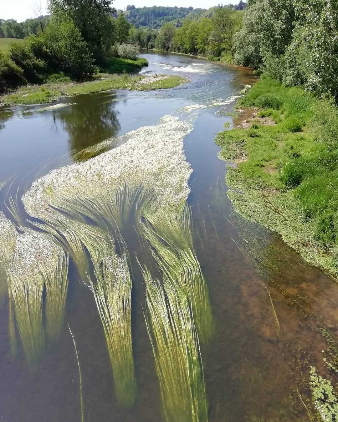 Nofilter Nofilterneeded Arroux Algues River Aquatique Fleuve Nature avec Nature Algues 