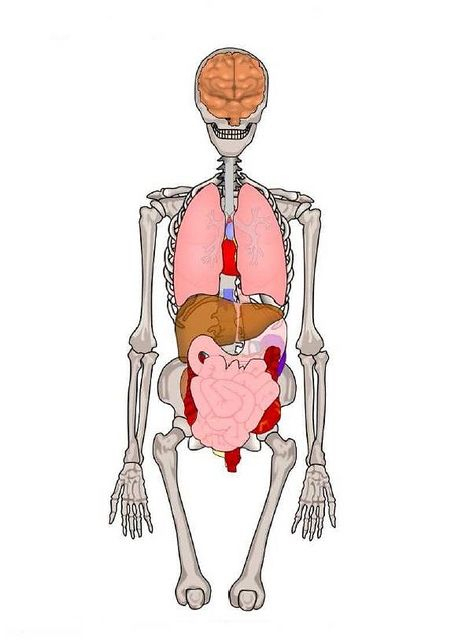 Notre Corps  Science Enfant, Organes Du Corps Humain, Science dedans Squelette Humain À Imprimer