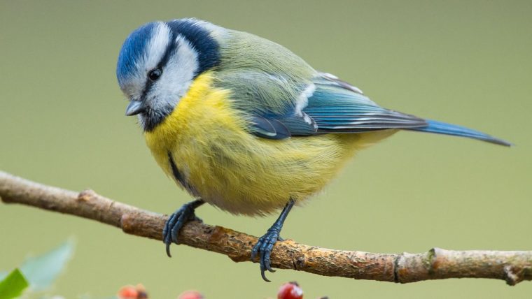 Nourrir Les Oiseaux En Automne? Ce N'Est Pas Vraiment Une Bonne Idée encequiconcerne Photos Oiseaux Gratuites