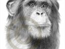 Oeuvre Dart Reproduction De Dessin Au Crayon Sur Chimpanzé  Etsy serapportantà Dessin De Chimpanzé
