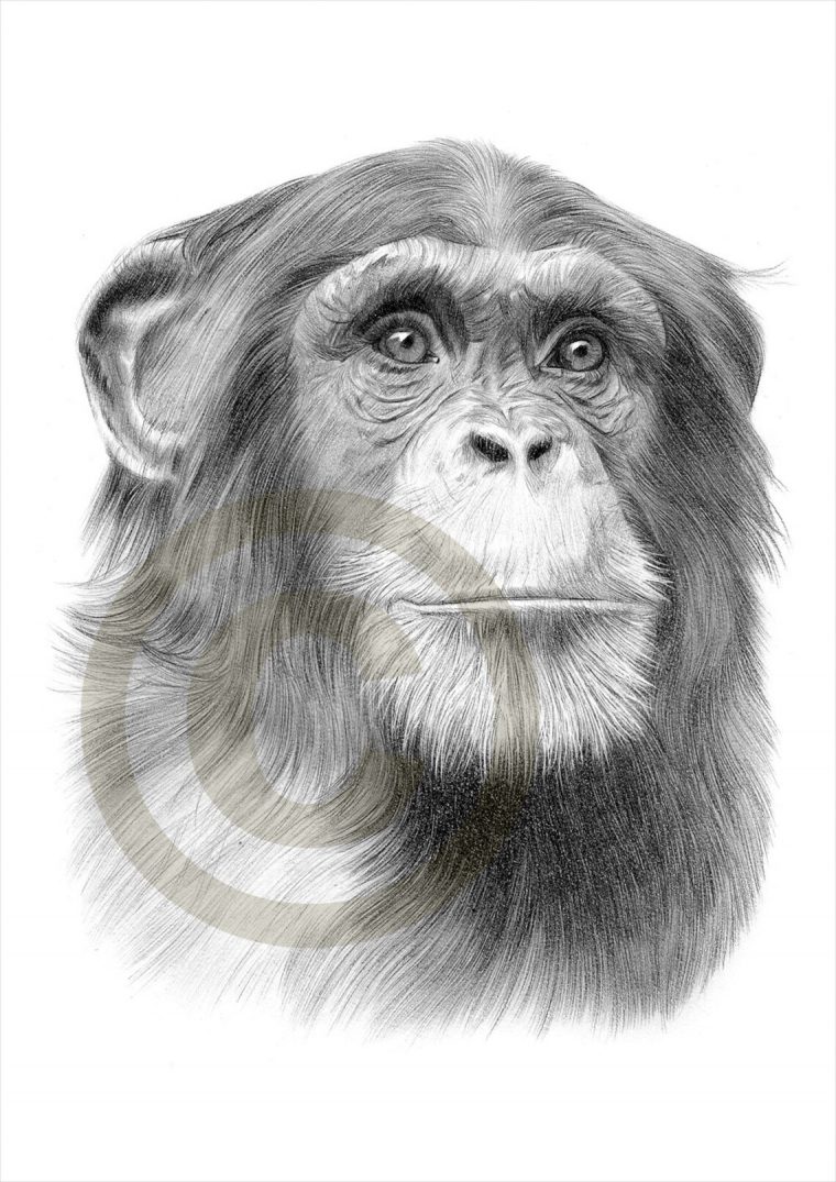 Oeuvre Dart Reproduction De Dessin Au Crayon Sur Chimpanzé  Etsy serapportantà Dessin De Chimpanzé