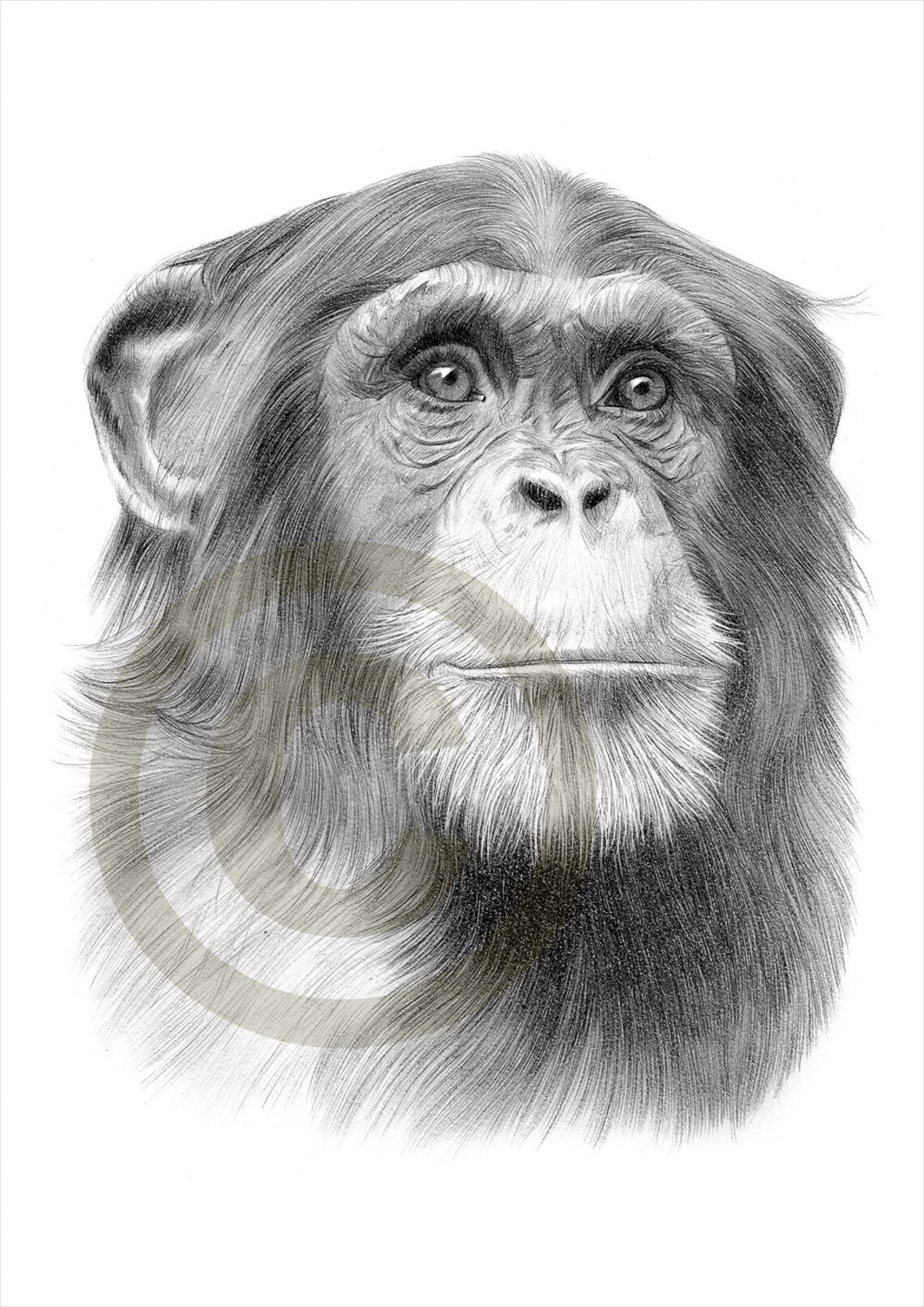 Oeuvre Dart Reproduction De Dessin Au Crayon Sur Chimpanzé  Etsy serapportantà Dessin De Chimpanzé