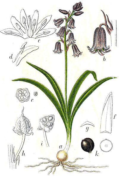 Où Et Quand Trouver Des Morilles ?  Champignon Et Mycologie dedans Dessin Jacinthe 