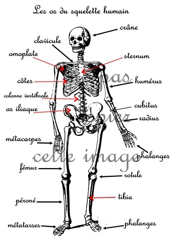 Pack Squelette: 32 Cartes De Nomenclatures Sur Les Os Humain + Fiche dedans Squelette Humain À Imprimer