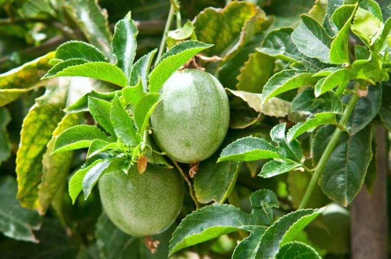 Passion Fruit – Louie'S Nursery & Garden Center – Riverside Ca intérieur Fruits Oranges