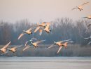 Paysage Brouillard Oiseaux - Photo Gratuite Sur Pixabay tout Photos Oiseaux Gratuites