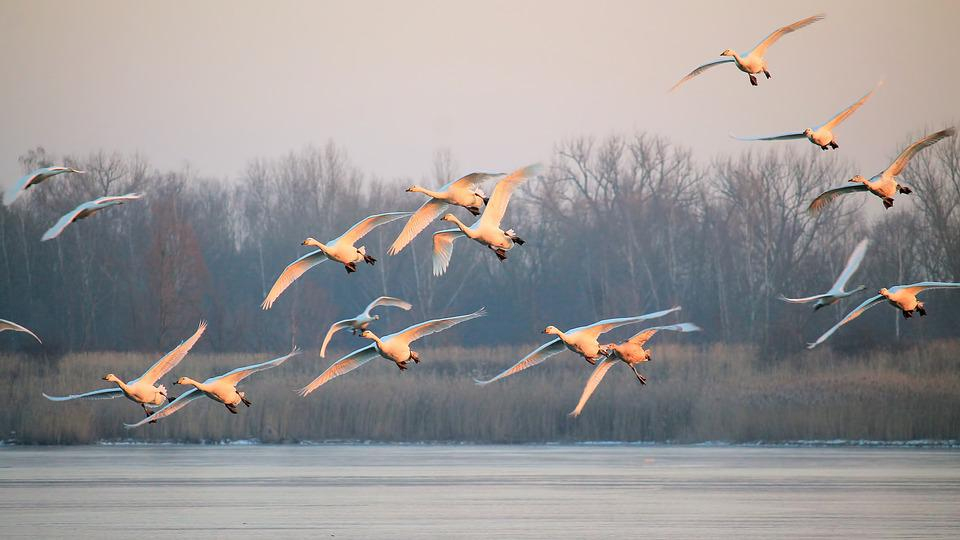 Paysage Brouillard Oiseaux - Photo Gratuite Sur Pixabay tout Photos Oiseaux Gratuites 
