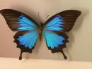 Peindre Des Papillons En Vidéo  Pearltrees concernant Dessin De Papillon Sur Une Fleur