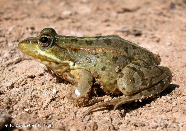 Pelophylax Bedriagae (Camerano, 1882) – Grenouille De Bedriaga (La tout Grenouille En Anglais