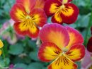Pensée À Fleurs Moyennes Radiance Red - Viola Wittrockiana - Des Fleurs concernant Fleurs Pensees