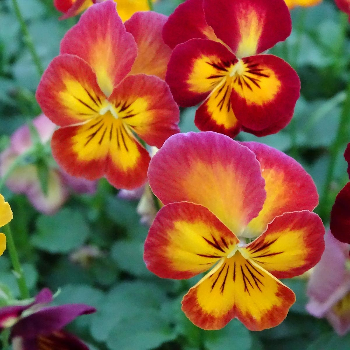 Pensée À Fleurs Moyennes Radiance Red - Viola Wittrockiana - Des Fleurs concernant Fleurs Pensees 
