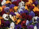 Pensée À Fleurs Moyennes - Viola X Wittrockiana - Un Mélange De Fleurs avec Fleurs Pensees