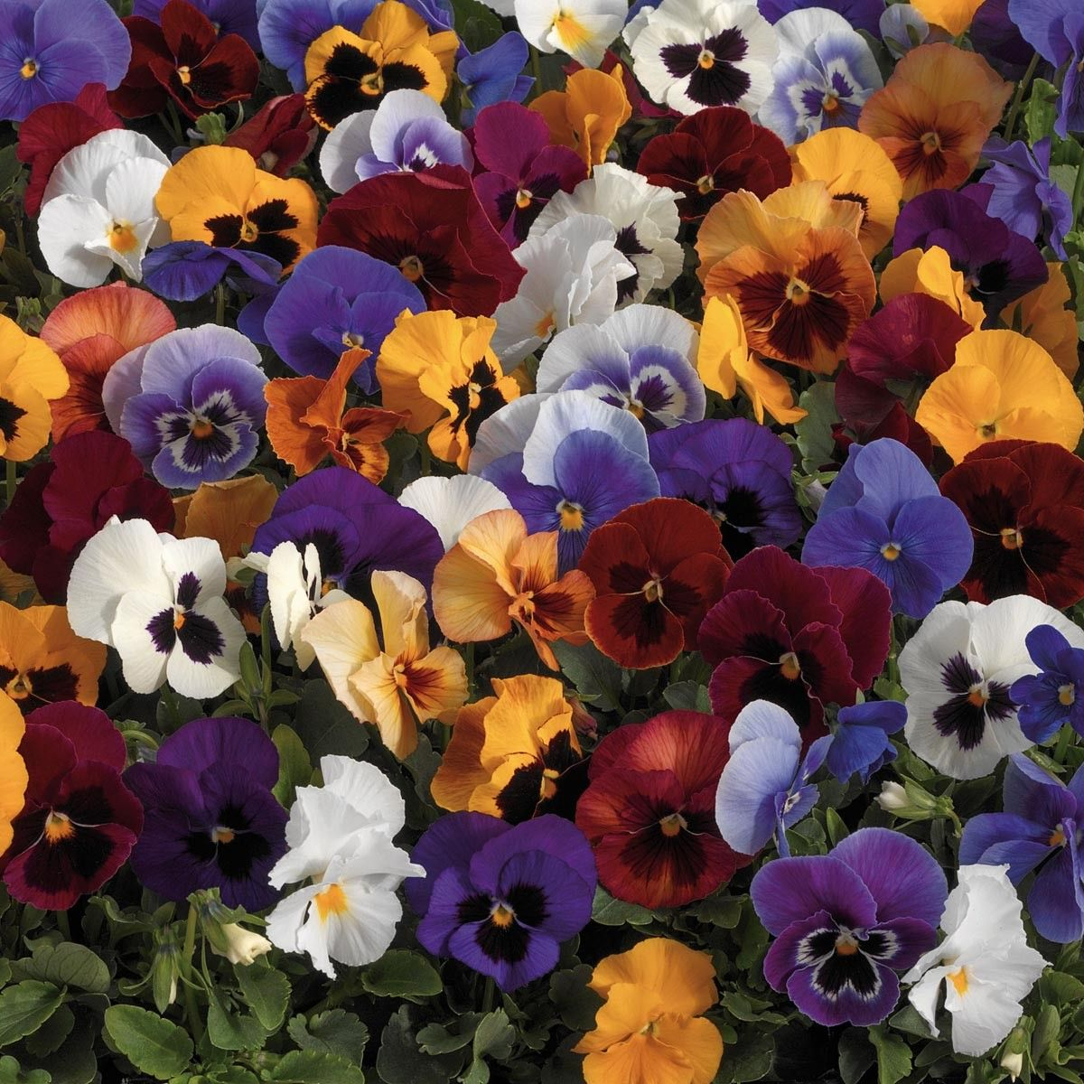 Pensée À Fleurs Moyennes - Viola X Wittrockiana - Un Mélange De Fleurs avec Fleurs Pensees 