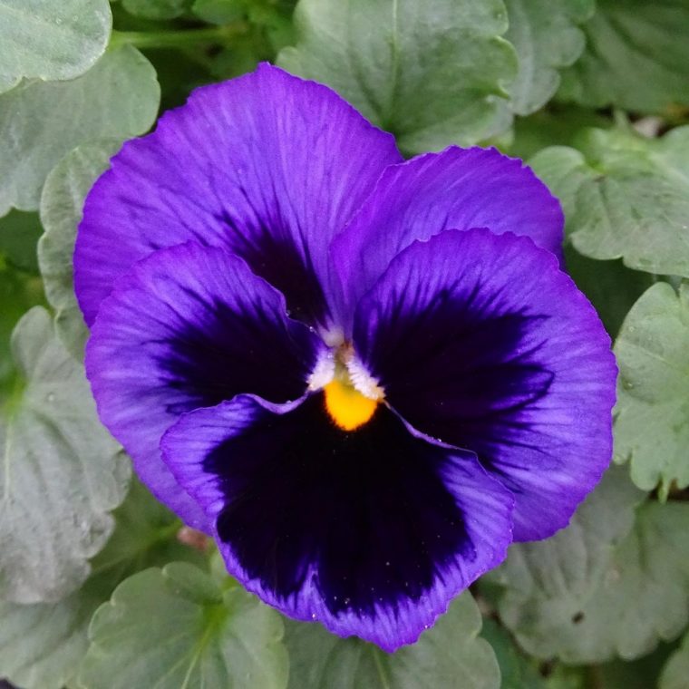 Pensée À Grandes Fleurs F1 Carrera Blue With Blotch – Viola dedans Fleurs Pensees