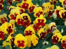 Pensée À Grandes Fleurs Prim Up Yellow Red Blotch - Viola Wittrockiana encequiconcerne Fleurs Pensees
