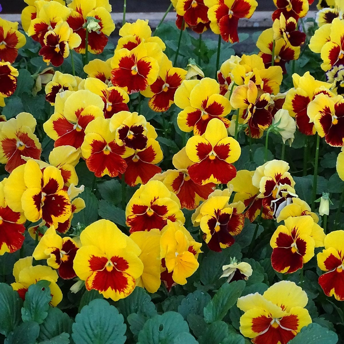 Pensée À Grandes Fleurs Prim Up Yellow Red Blotch - Viola Wittrockiana encequiconcerne Fleurs Pensees 