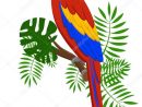 Perroquet Dessin Oiseaux - Lilo  Parrots Art, Bird Drawings, Bird Art tout Dessins D Oiseaux